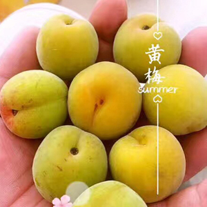 南卓拉美新鲜黄梅子酸大果泡酒野生梅胭脂黄梅子云南大理包邮黄梅