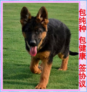 狼狗活体小狼狗