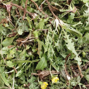 800人付款淘宝蒲菜马踏湖特产新鲜时令野菜纯天然野生蒲菜蒲笋蒲儿菜