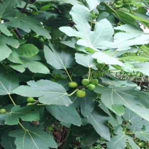 【无花果叶子药用】无花果叶子药用品牌,价格 - 阿里巴巴