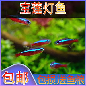 红绿灯鱼宝莲灯鱼活体小型鱼热带观赏鱼小型灯科孔雀鱼淡水斑马鱼