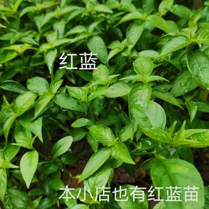 807人付款淘宝红兰草毛红蓝红丝线红色饭草广西五色糯米饭植物染料