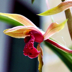 兰花苗蕙兰老种 红颜知己 浓香鲜花卉盆栽绿植好养阳台室冬春花苞