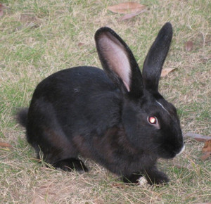 黑兔品种图片