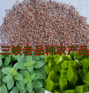 野生凉粉草籽 仙人草 仙草 仙人冻 消暑 食药两用植物