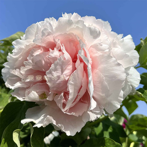 雪岩青松绿色牡丹雪山菏泽牡丹花苗稀有盆栽户外室内大花粉白绿色