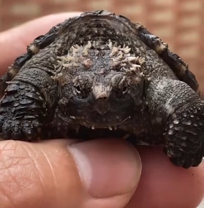 原种野配野后纯佛鳄龟 大头蛤蟆脸粗满刺 可挑选包邮包活严格全品