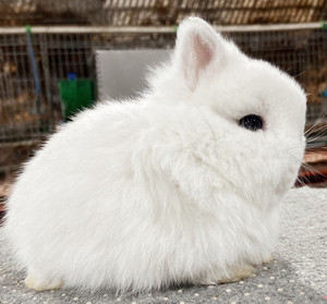 美系纯种血统二代侏儒兔双血宠物兔垂耳兔小体活物