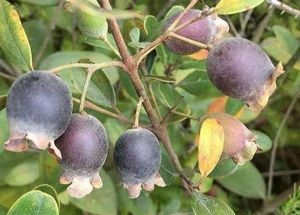 野生山捻子果新鲜桃金娘果山稔子念子果干货泡酒材料