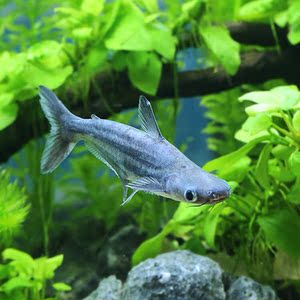 淡水鲨蓝鲨观赏鱼宠物鲨汗鲨虎鲨鱼观赏活鱼鲨鱼观赏鱼成吉思汗鲨