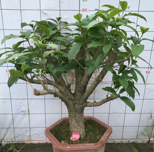 精品桂花矮霸盆景生桩熟桩金桂四季桂小老桩庭院室内盆栽净化空气