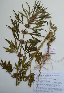 中药材新货泡茶泡脚500克包邮可搭红枣枸杞红糖姜中草药2人付款11