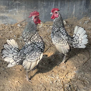 正宗黑白波兰鸡小鸡崽出售观赏宠物波兰鸡成年可孵化受精种蛋包邮