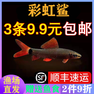 清道夫活体彩虹鲨鱼金苔鼠鱼小型热带观赏鱼吃粪便垃圾粉红鲨除藻