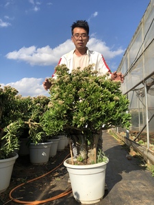 多肉植物10年之久老桩大吸财树群生实图拍摄实物发货诚信第一经营