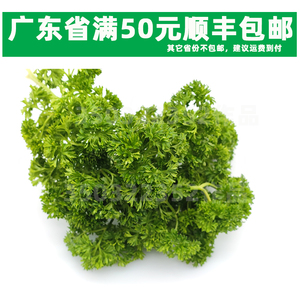 新鲜 法国香菜500g 番息 番西叶 反西 荷兰芹洋芫荽 餐厅摆盘配送