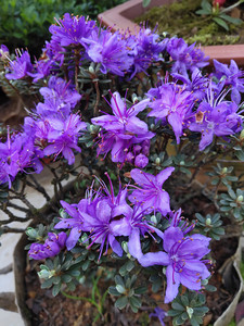 【卡乐园艺】紫蓝杜鹃 小米杜鹃花盆景 庭院花卉 绿植 盆栽趣味