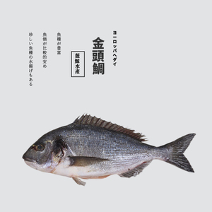 【斤】金头鲷天然鲜活深海鲜日料刺身生鱼片冰鲜超低温大西洋鲷鱼