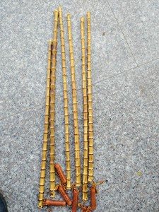 科学讲解竹子竹鞭走向图片
