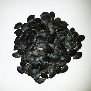 黑南瓜子黄瓜嫁接砧木种子黑子南瓜种子丝瓜嫁接黑南瓜砧木包邮