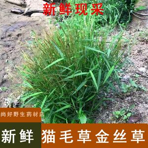 新鲜猫毛草金丝草现采猫仔草墙头竹笔仔草黄毛草潮汕青草药马尾丝