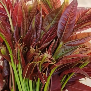 云南哀牢山老树四季红油香椿芽源于生态贵在自然