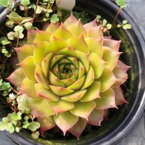 炼金术士 alchemist 不可方物  长生草 多肉植物 一物一拍 植见