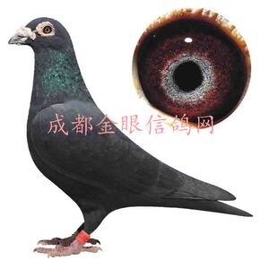 信鸽种鸽黑色