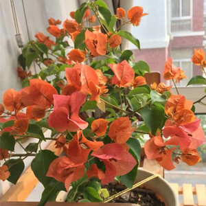 三角梅绿叶橙 叶子花盆栽阳台庭院攀援花卉易养