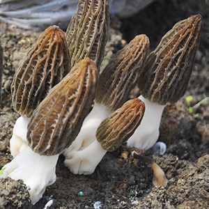 新鲜羊肚菌鲜货煲汤食材羊肚菇半野生菌菇2斤/份包邮