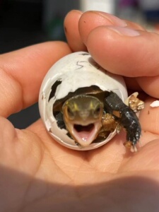 【乌龟蛋可孵化黄喉】乌龟蛋可孵化黄喉品牌,价格 - 阿里巴巴