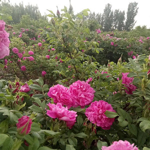 预订两颗包邮地培山东平阴玫瑰镇丰花一号食用玫瑰花苗重瓣可盆栽