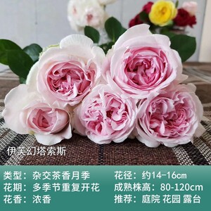 "伊芙幻塔索斯"大花浓香月季/玫瑰花苗 阳台 庭院 盆栽