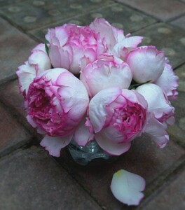 伊芙粉伯爵大花浓香月季盆栽