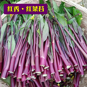 红菜苔种孑蔬菜种子菜心十月红紫菜苔红家庭秋季冬四季阳台种籽心