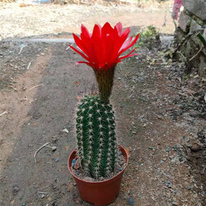 80qwer742939淘宝北野 大花毛花柱仙人柱 实生开花仙人球多肉植物防