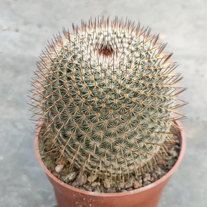 实生精品仙人球希望丸观刺又观球新手懒人植物吸甲醛防辐射