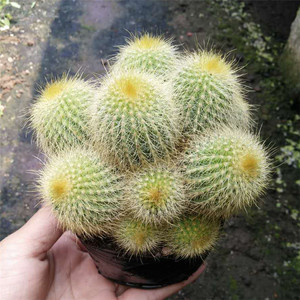 金丝猴仙人球植物