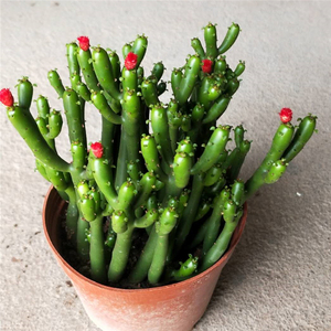 珊瑚多肉植物