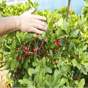 神秘果树苗四季开花当年结果变味果盆栽地栽阳台庭院种植带果包邮