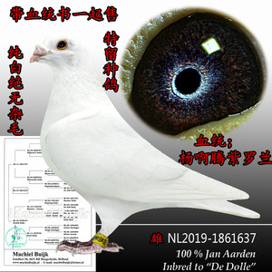 鸽子活体信鸽成绩鸽吴淞跃龙杨阿腾幼鸽紫罗兰原配种鸽纯白赛鸽