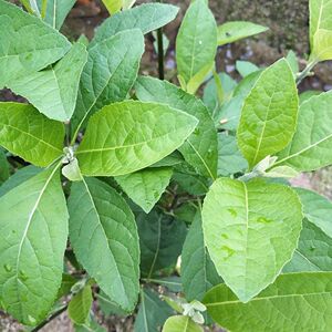 包邮带土发货阳台庭院植物将军叶南非叶树苗正宗南非叶草药苗种植