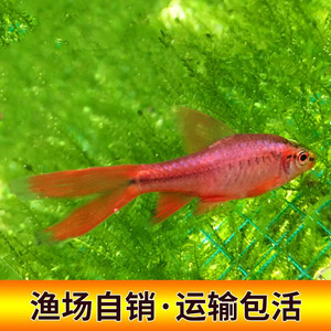 草缸热带观赏鱼南美小型灯鱼超红樱桃灯鱼红玫瑰灯鱼长尾玫瑰鱼