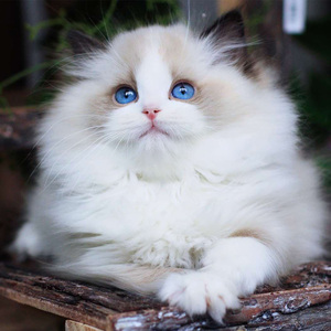 布偶猫活体幼猫赛级蓝眼布偶猫活物宠物猫出售纯种进口tb41
