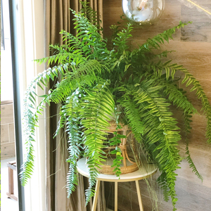 霸王蕨长叶垂吊式蕨类植物客厅书房办公室盆栽净化空气吸甲醛好养