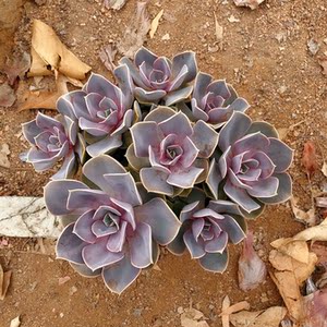 紫珍珠红心莲群生多头老桩 室内阳台美观趣味 超大颗易养多肉植物