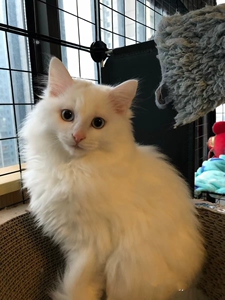 山东临清狮子猫波斯猫白色黄瞳蓝瞳异瞳家养纯种狮子猫活体幼崽