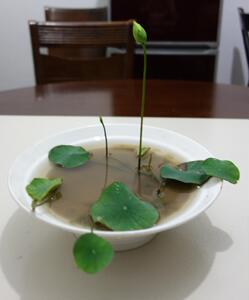 《小碧玉》 寒影阁微型碗莲盆栽荷花