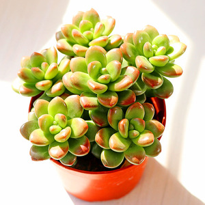 丸叶松绿带香味的多肉植物绿植老桩盆景盆栽室内组合广州正欣园艺