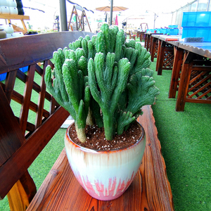 大多肉植物大型室内